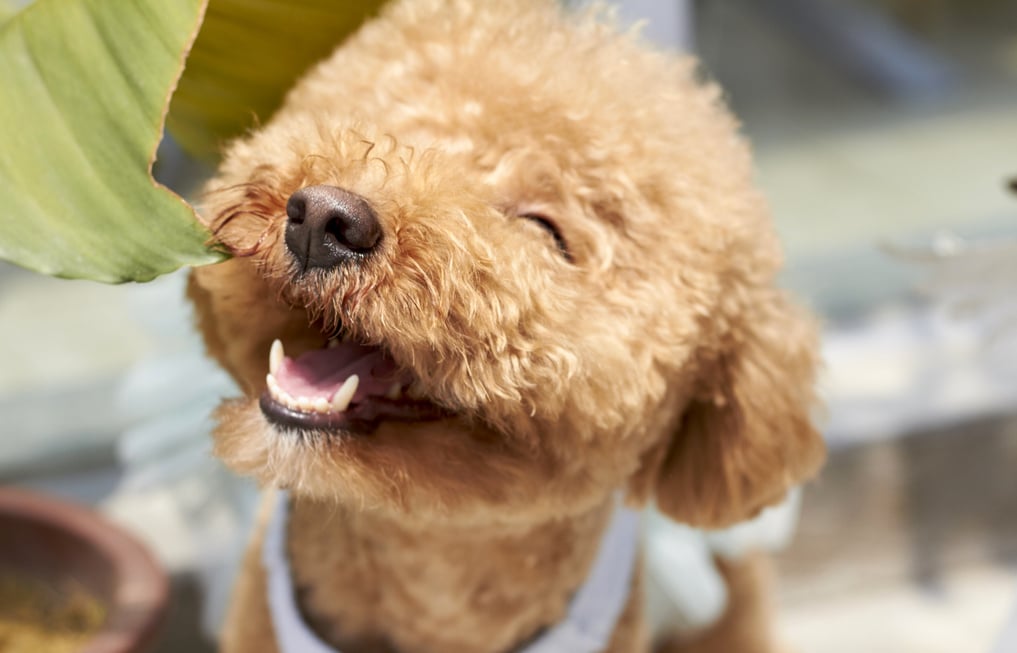 Smiling Brown Poodle