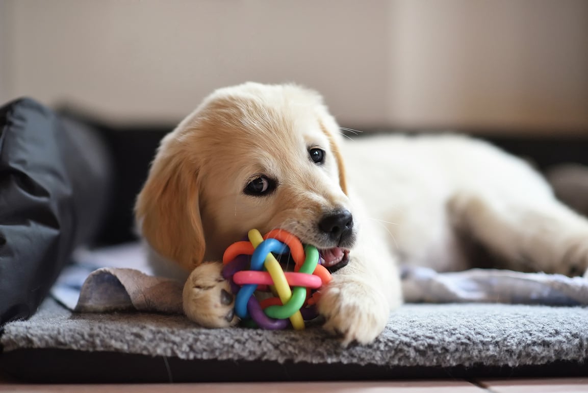 Golden Retriever Puppy Playing with Toy